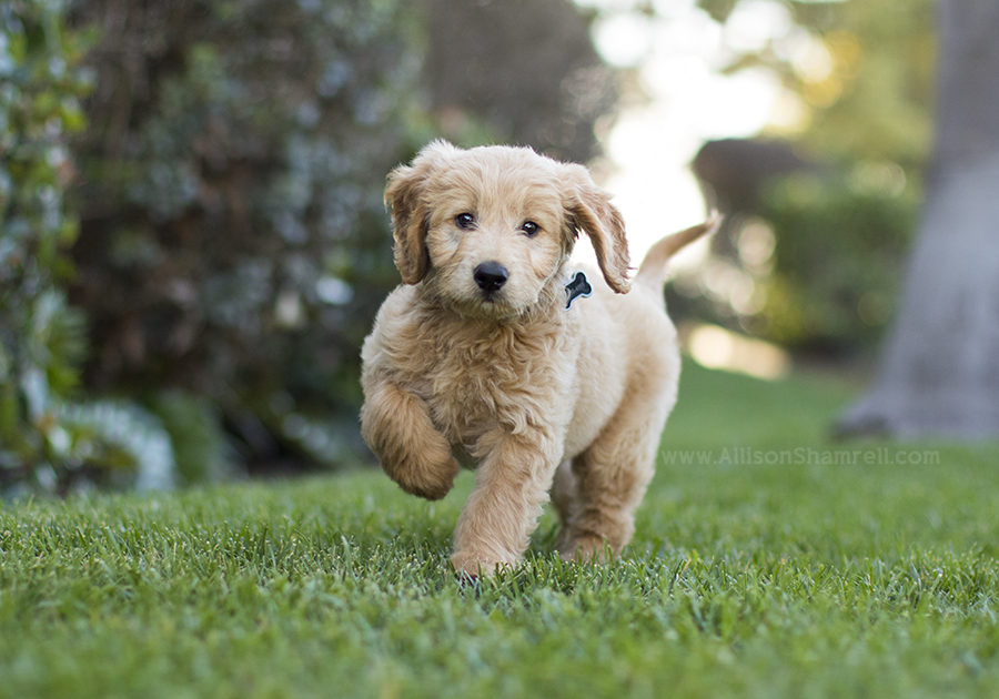 cute goldendoodle puppies