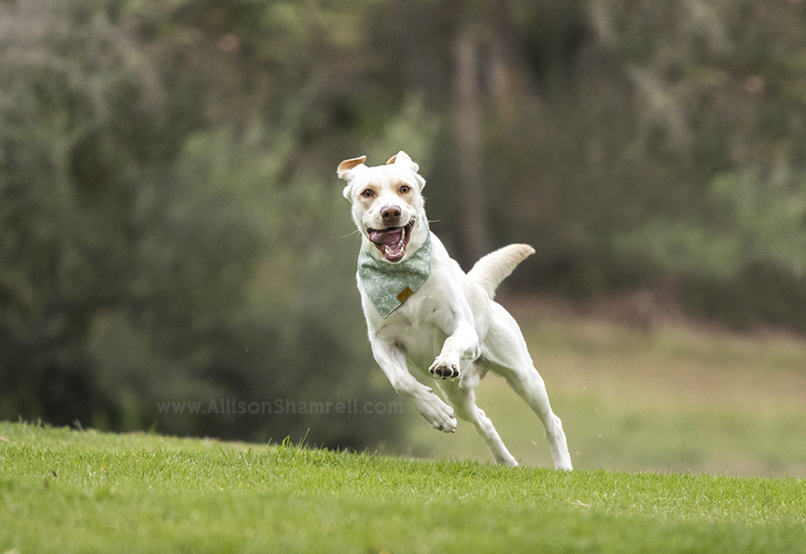 labrador dog running
