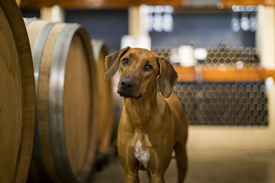 Rhodesian ridgeback dog in a winery