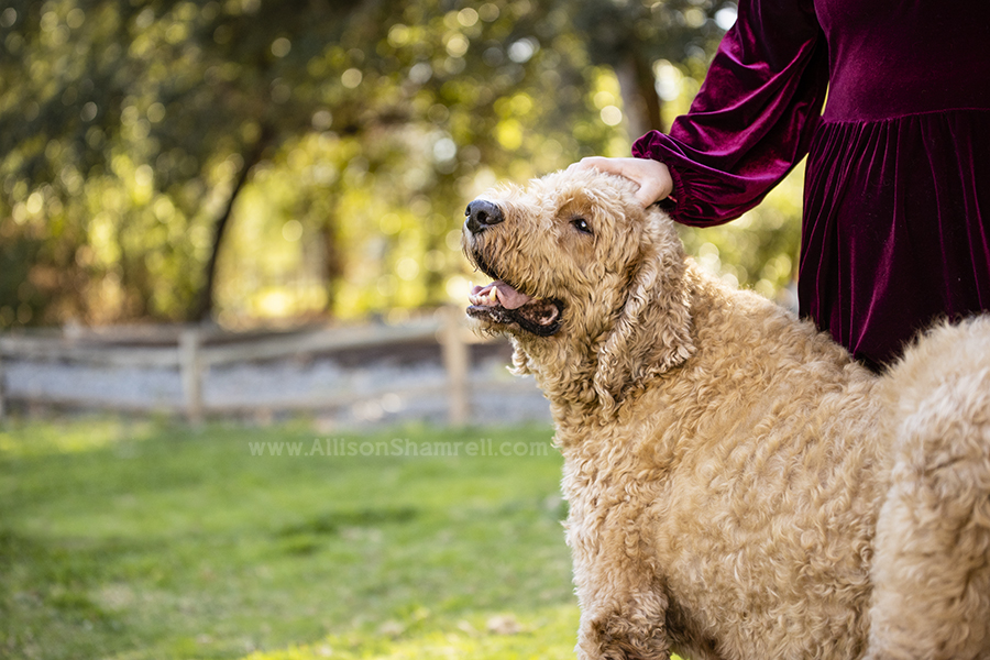 happy goldendoodle dog