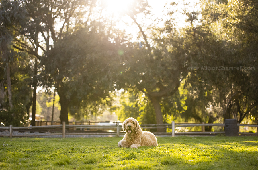 goldendoodle in the park