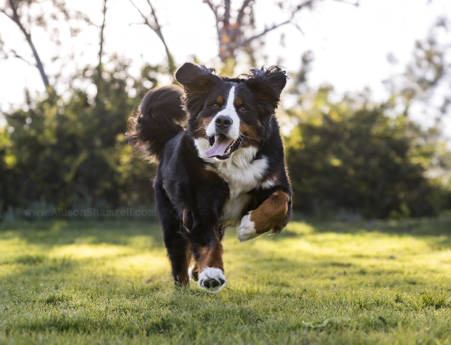 bernese mountain dog running