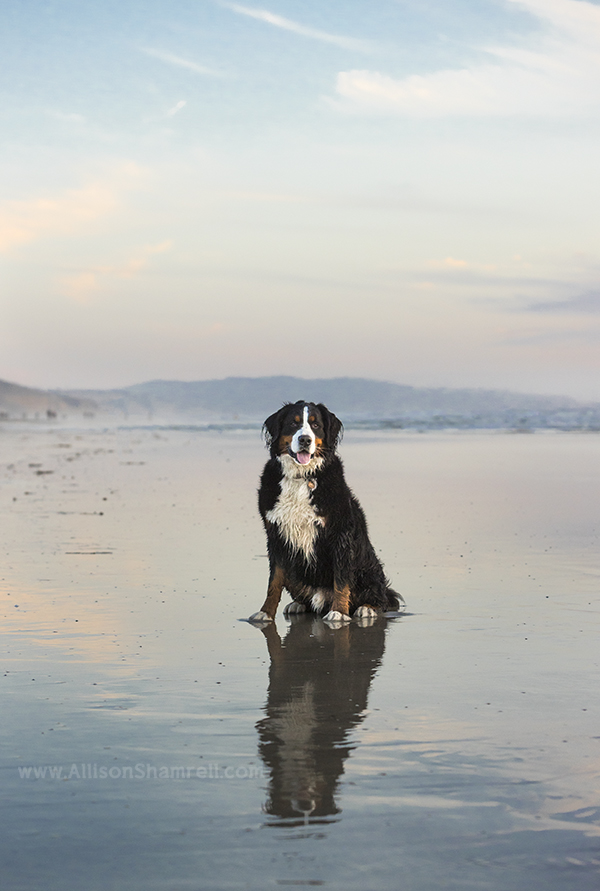 bernese mountain dog sitting at the beach