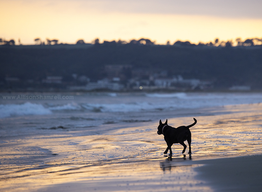 silhouette dog on beach