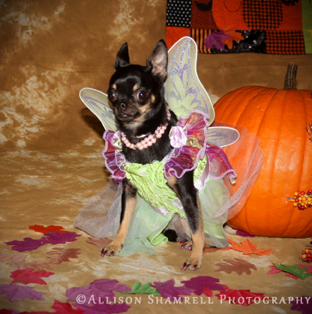 halloween3