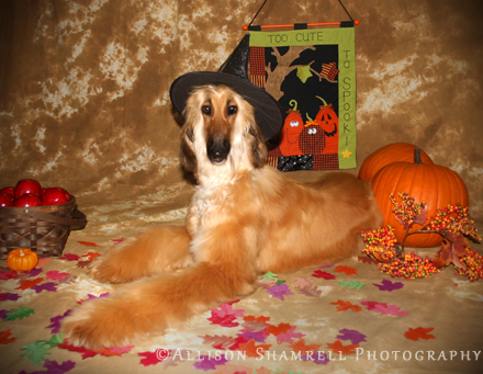 halloween4