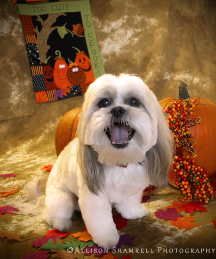 halloween5