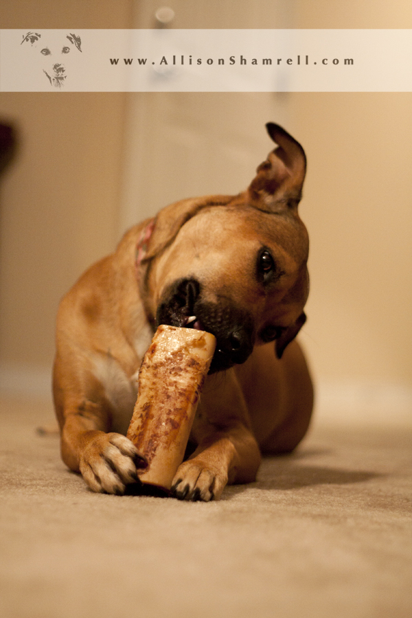baileybone1
