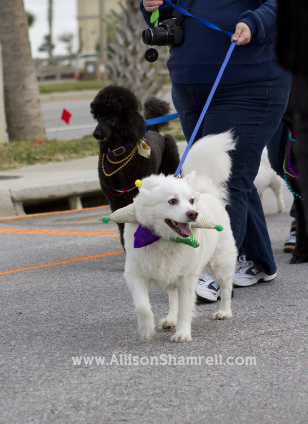 mardigras3 Pensacola Beach dogs pets parade Kritter Krawl Mardi Gras