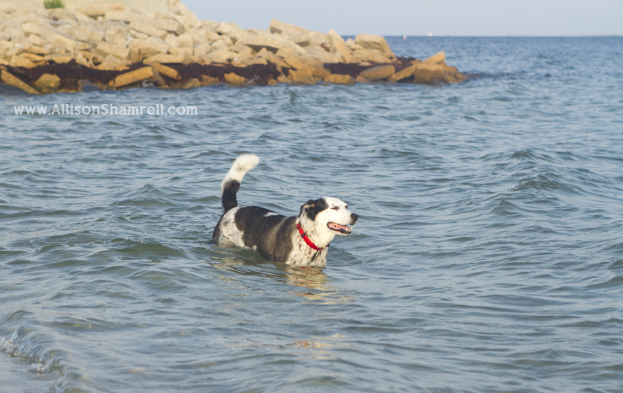 dog swimming in ocean