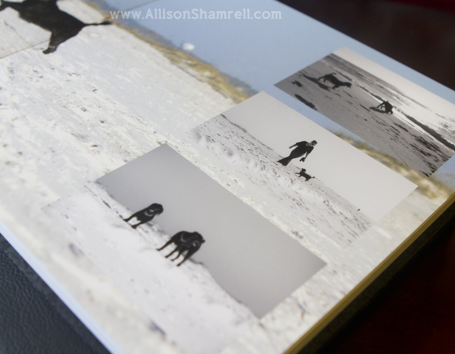 premium album preview 1 A photo of a spread inside a premium dog photography album featuring two black miniature poodles.