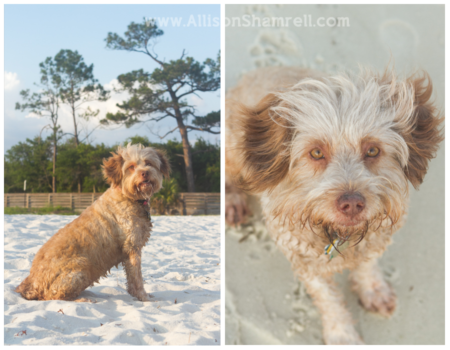 terrier mix dog