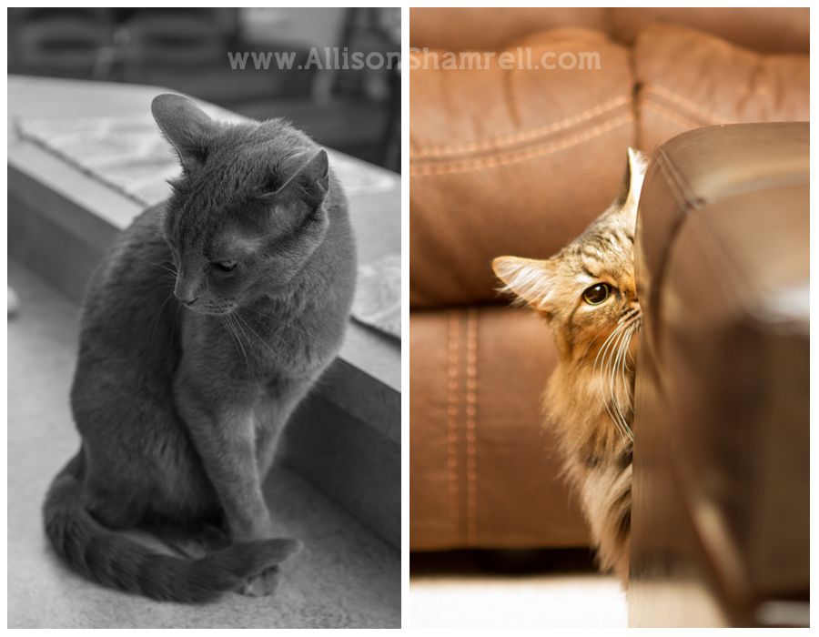cats in house A cat sits on the kitchen counter and another peeks out from behind an ottoman.