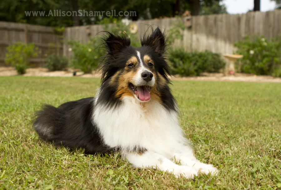 sheltie laying in backyard Tri-color sheltie dog laying in the grass of her backyard.