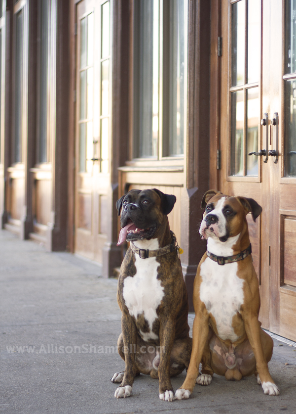 boxers and doors Two boxer dogs sit in front of downtown Pensacola wooden doors.