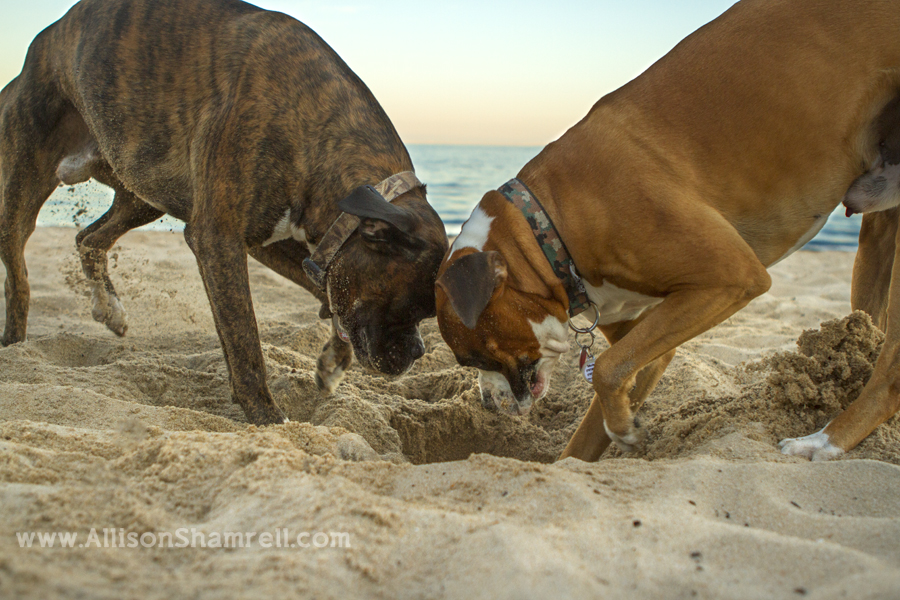 boxers digging in sand Two boxers dig in the sand at the beach.