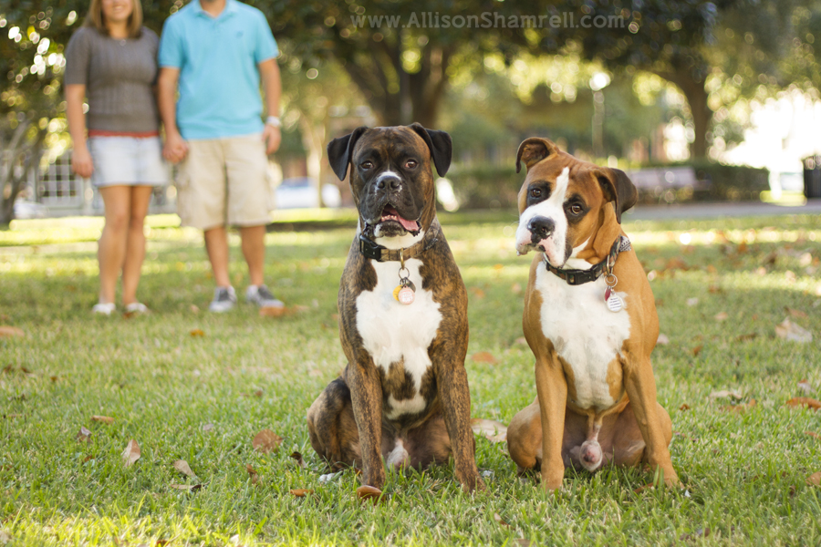 boxers in park with parents Two boxers sit in the green grass with their parents in the background.
