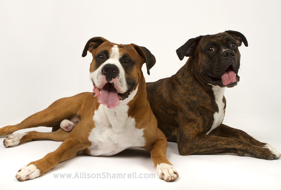 boxers in studio Two boxers lie down in the studio.