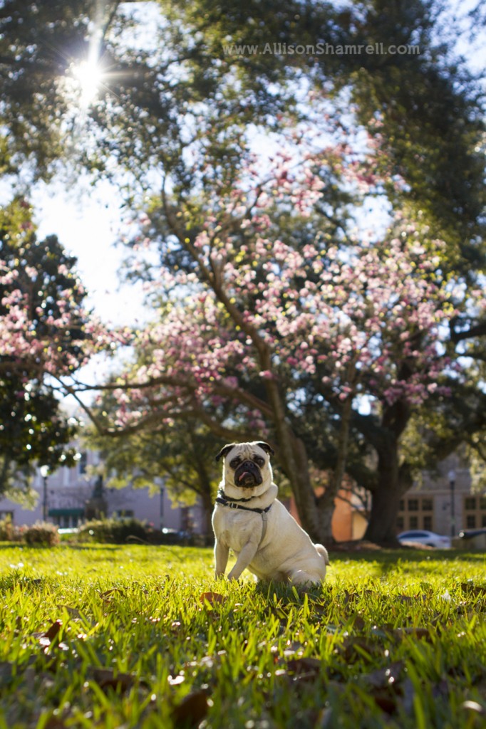 A cute photo of a pug in a park, with the sun shining, green grass and cherry blossoms.