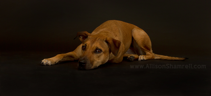 pet_photographer_moving_relocating_3 Blog post about a pet photographer announcing a relocation across the country.