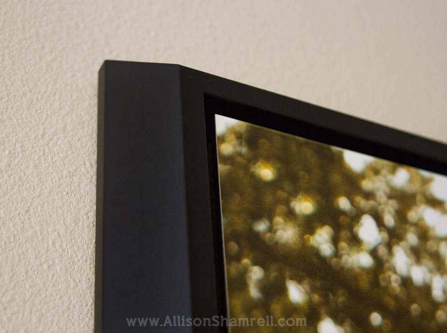 metal_prints_dog_photography_6