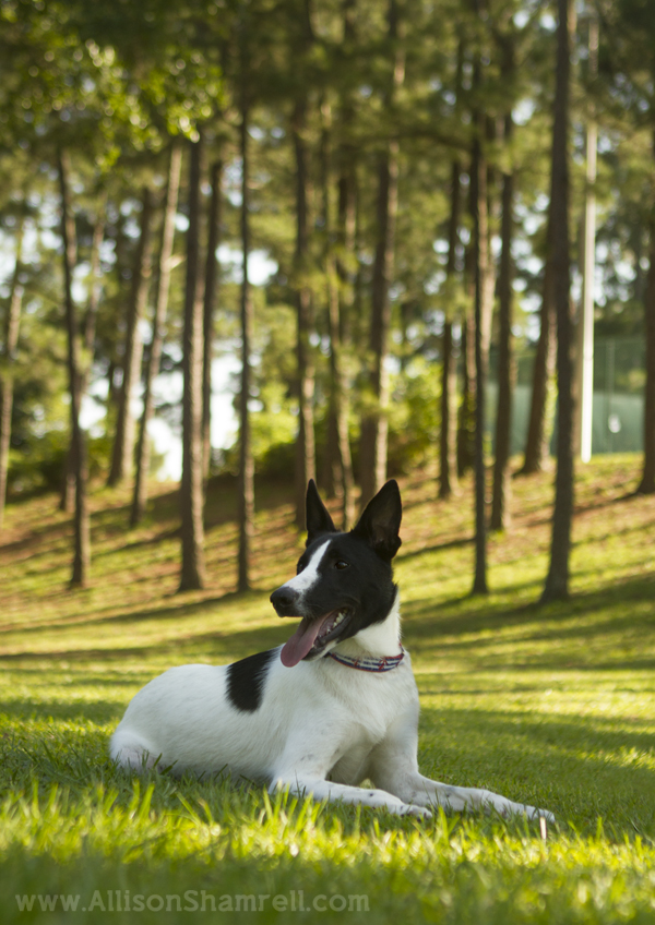 canaan dog