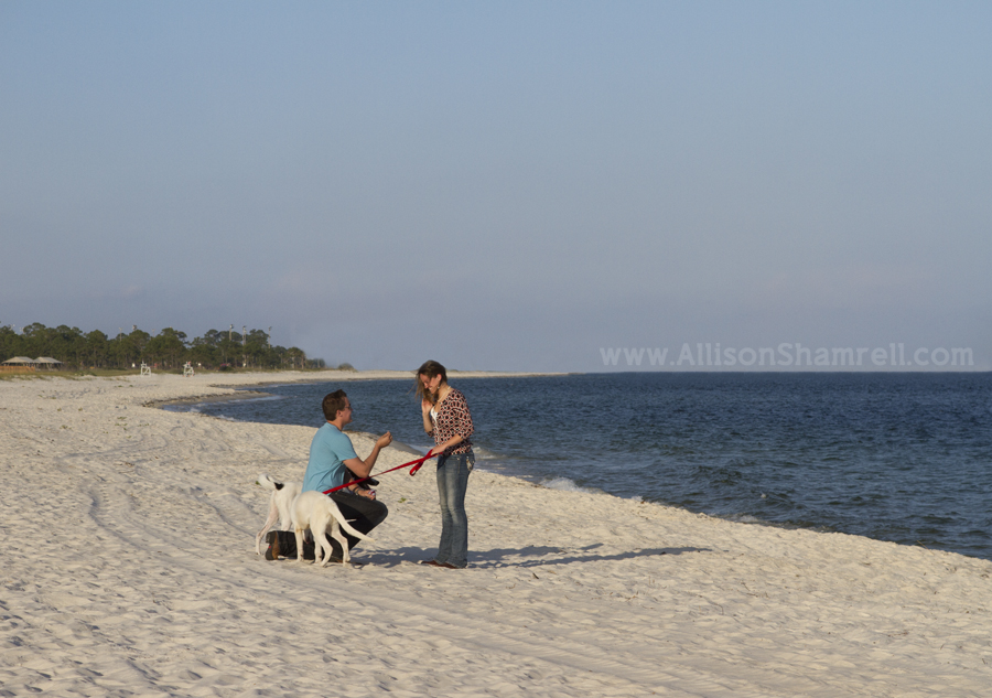 surprise wedding proposal with dogs