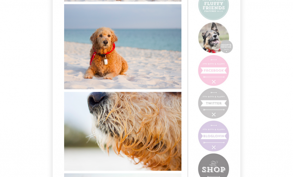 san diego featured pet photographer