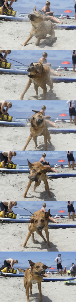 dog shaking in sand