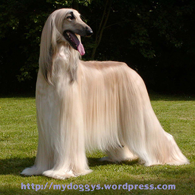 san diego afghan hound casting call
