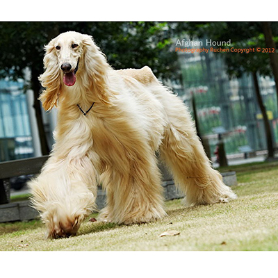 san diego afghan hound casting call