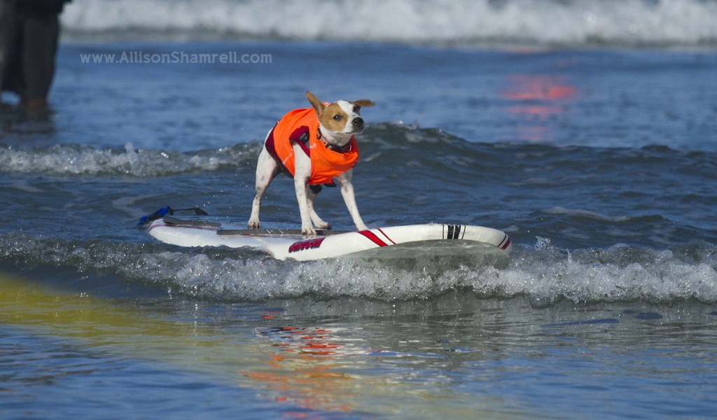 san diego dog surfing