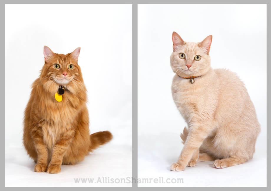 studio cat photos