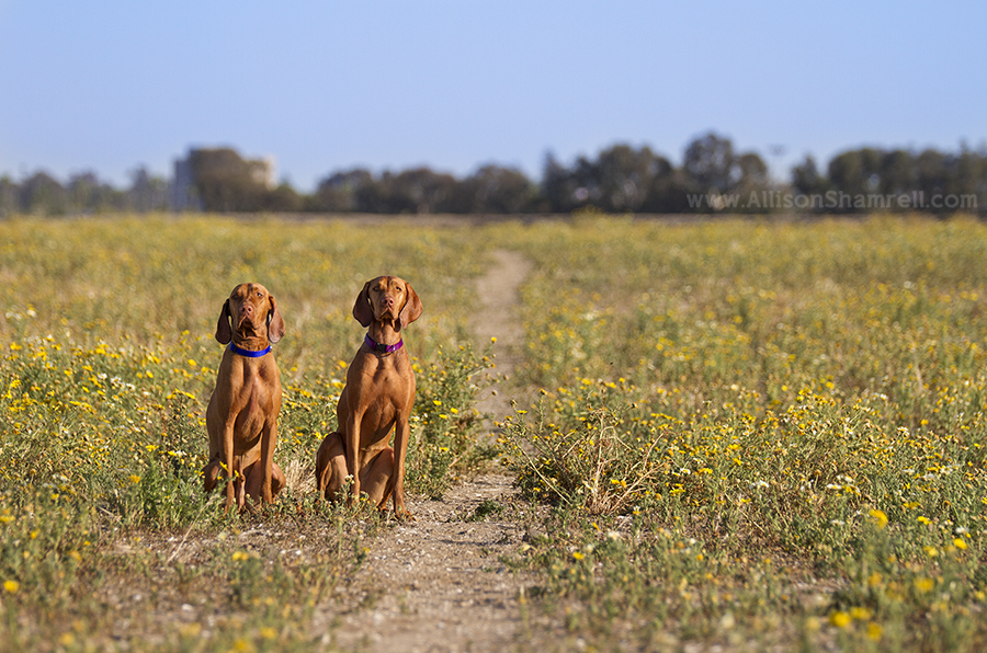 san diego vizslas