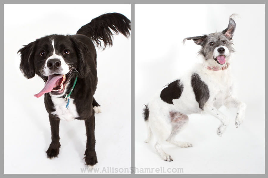 studio pet photography san diego