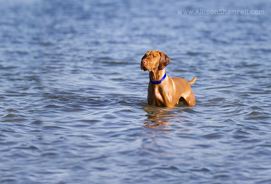 vizsla photography san diego