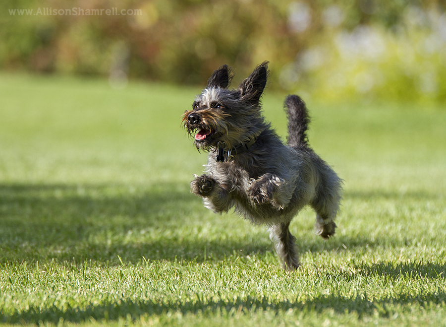 puppy photography san diego