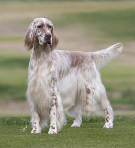 dog photo session giveaway