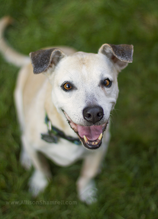 sunset cliffs pet photography