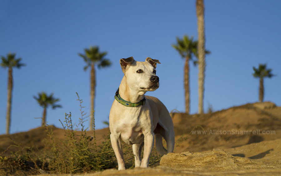sunset cliffs pet photography