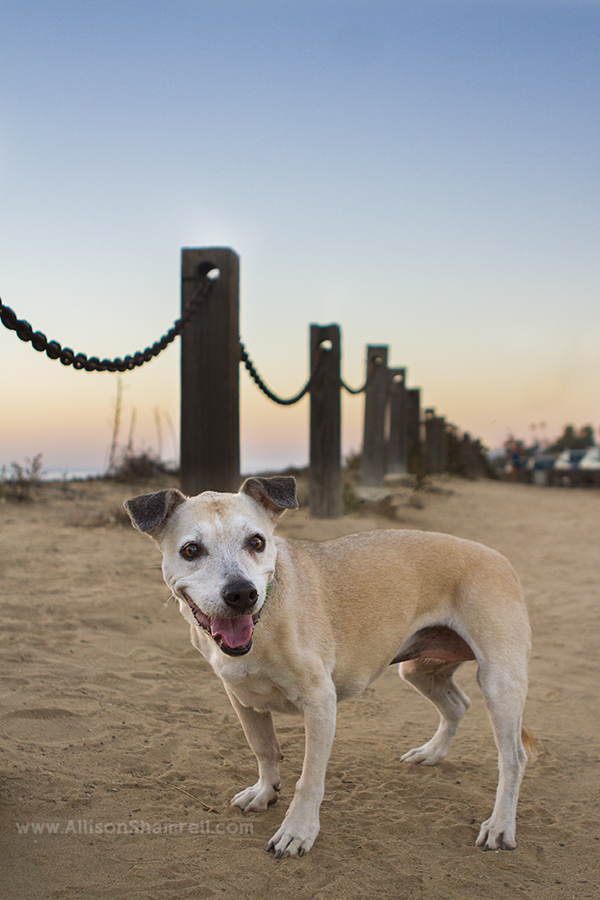 sunset cliffs dog photo