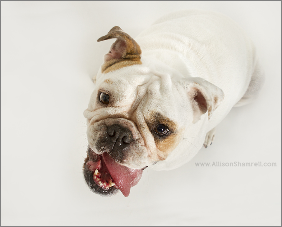 happy english bulldog