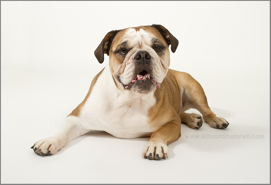 english bulldog san diego