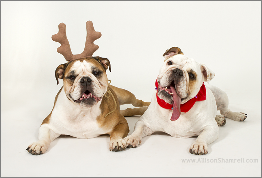 english bulldogs san diego