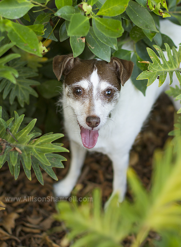 senior dog photo