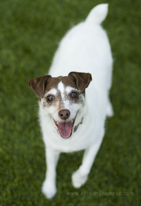 senior dog rancho santa fe
