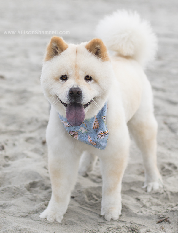 chow mix dog