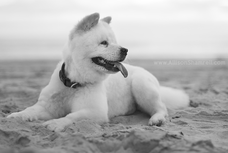 chow mix beach photo