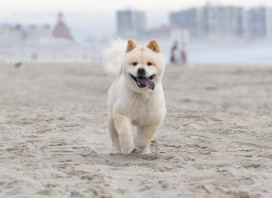 chow mix dog coronado