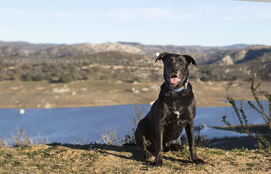 dog hike photo